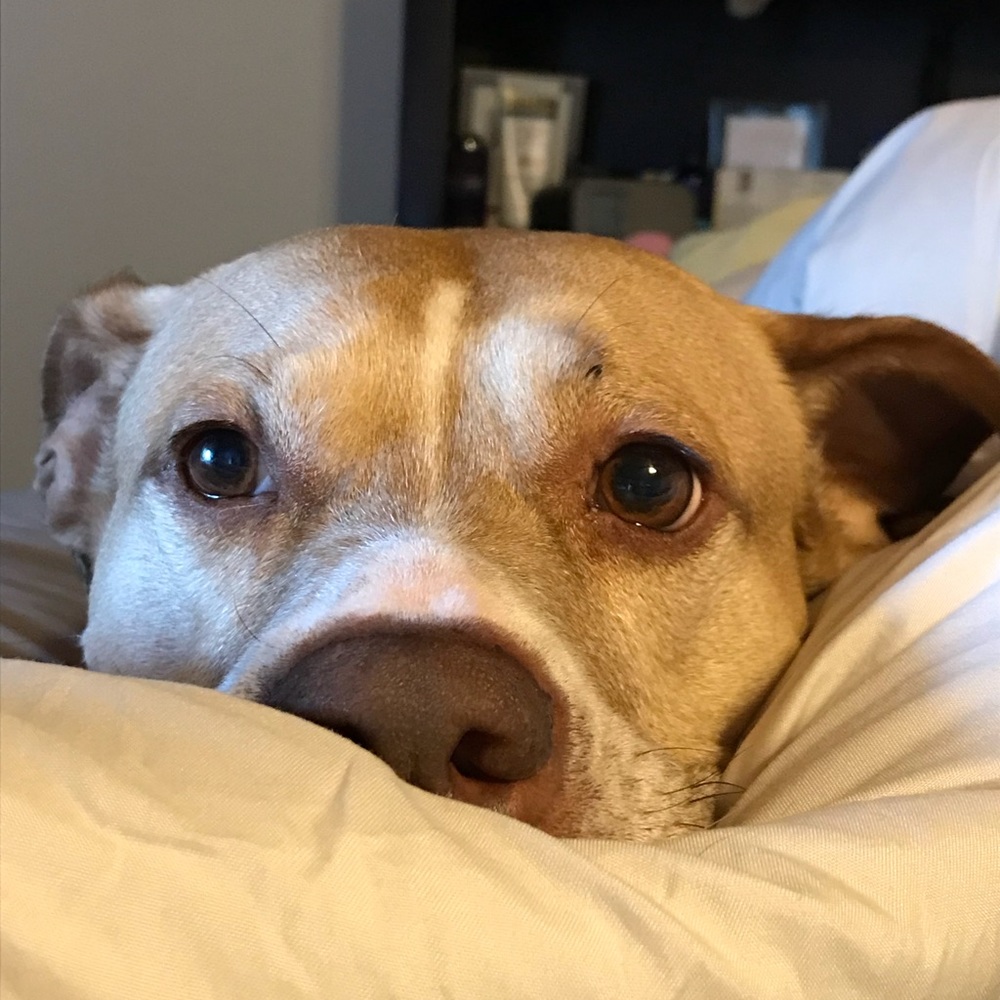 Meet your Posher, Priscilla